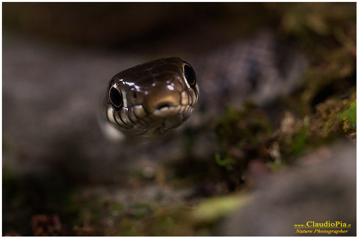 natrix natrix, ululone ventre giallo, val d'aveto